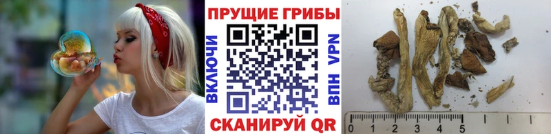 kraken ONION  Чебаркуль  Псилоцибиновые грибы мухоморы  купить  
